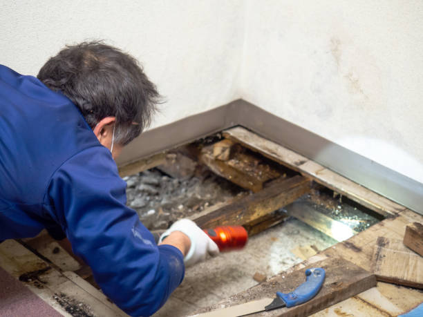 Best Insurance-Related Mold Remediation in Nth Bend, OR