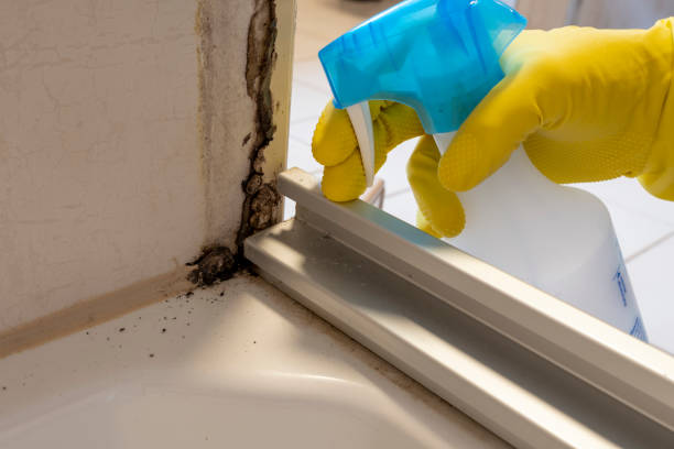 Best Residential Mold Remediation in Nth Bend, OR