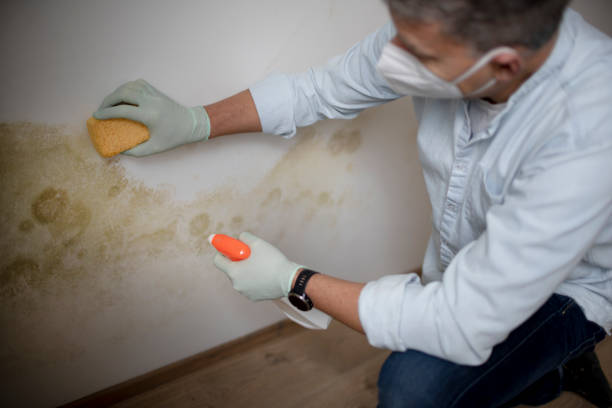 Best Commercial Mold Remediation in Nth Bend, OR